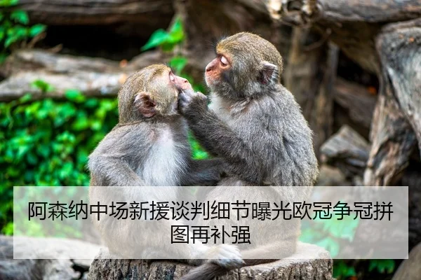 阿森纳中场新援谈判细节曝光欧冠争冠拼图再补强
